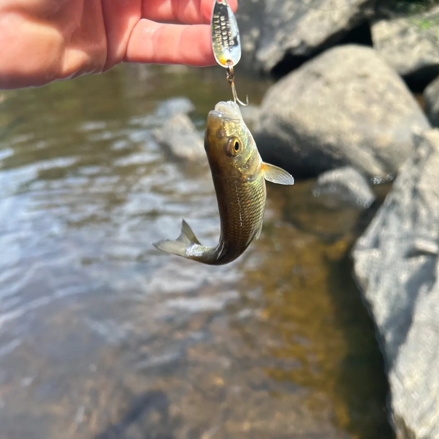 The most recent Alewife catches on Fishbrain