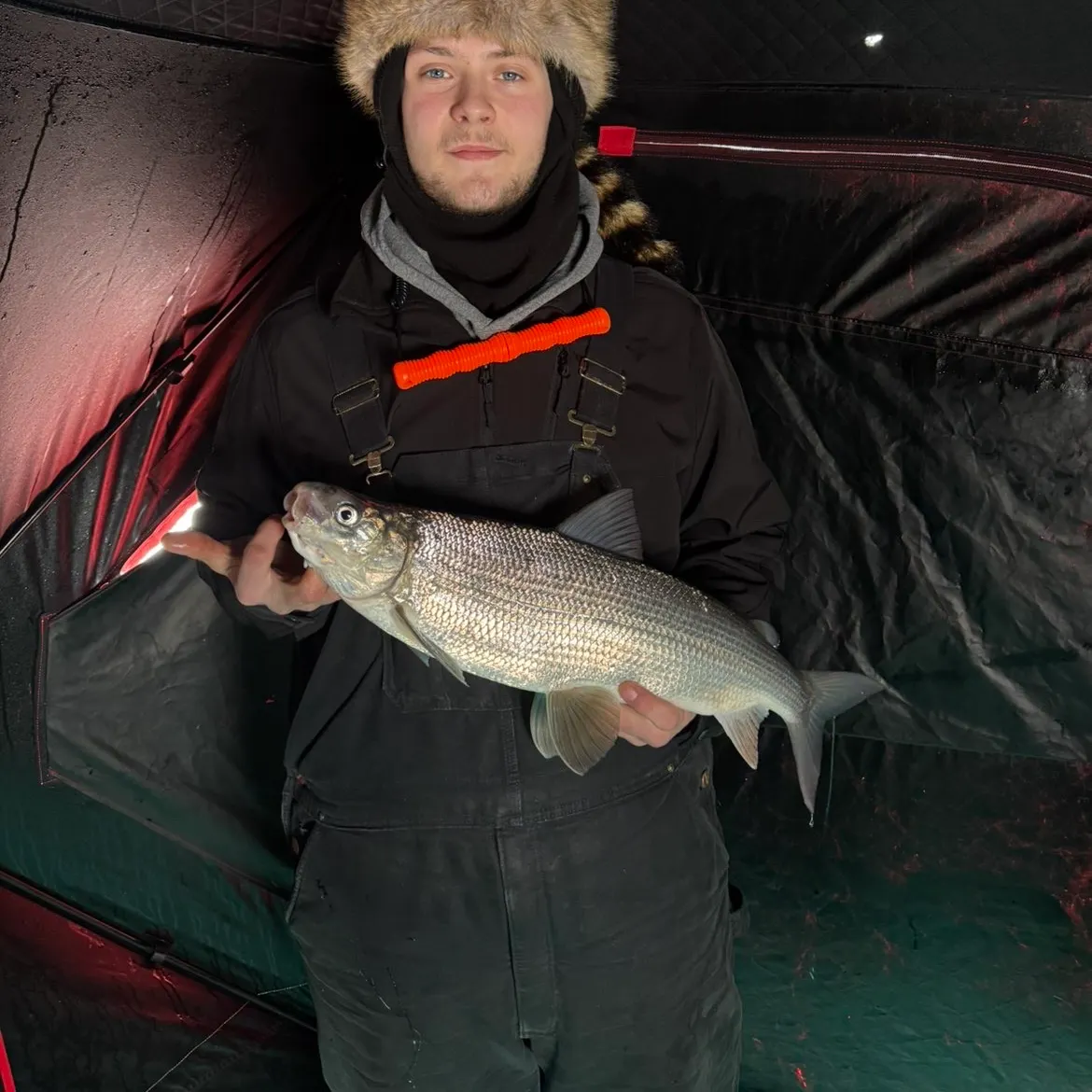 The most recent Lake whitefish catches on Fishbrain