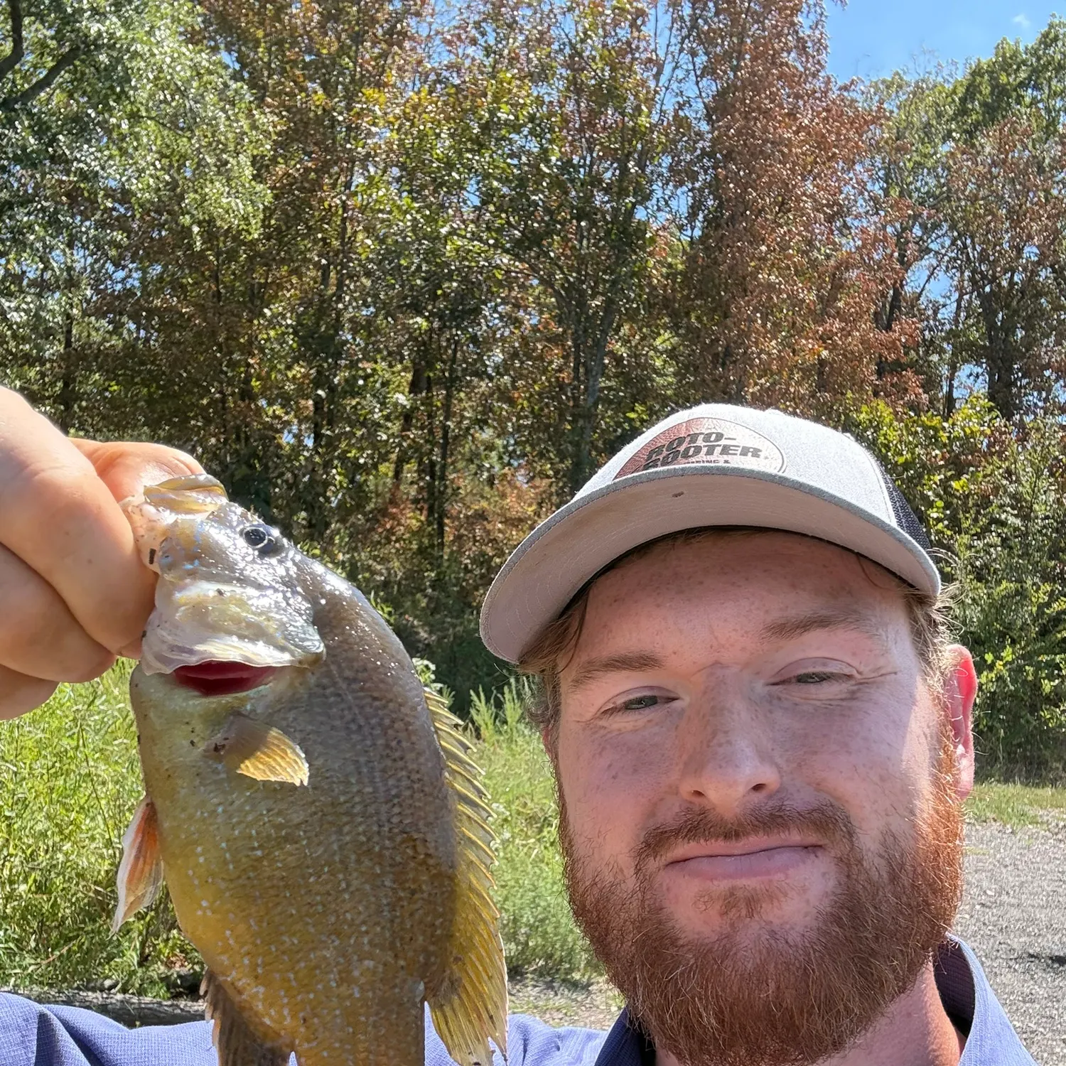 Green sunfish caught on Fishbrain