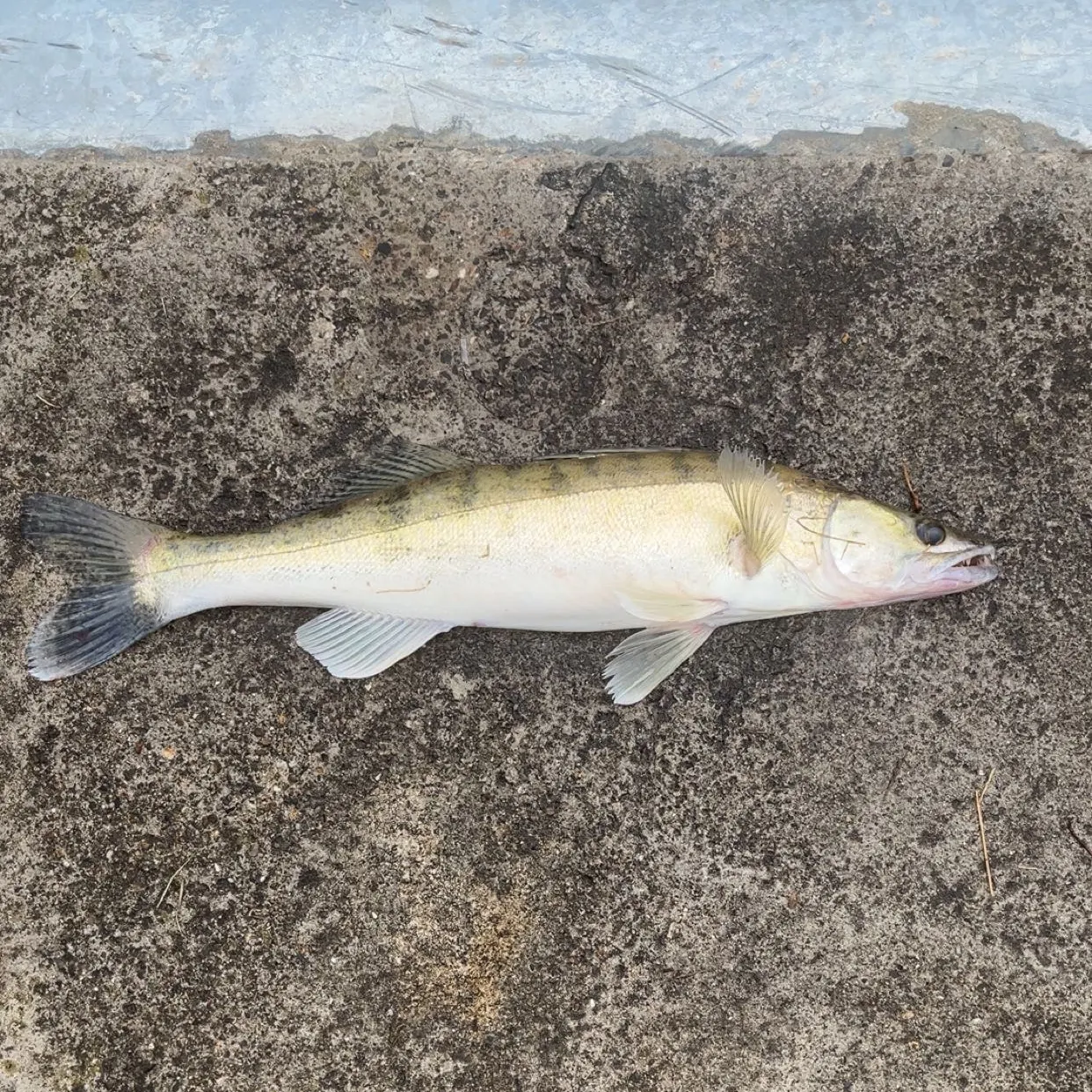 Zander caught on Fishbrain