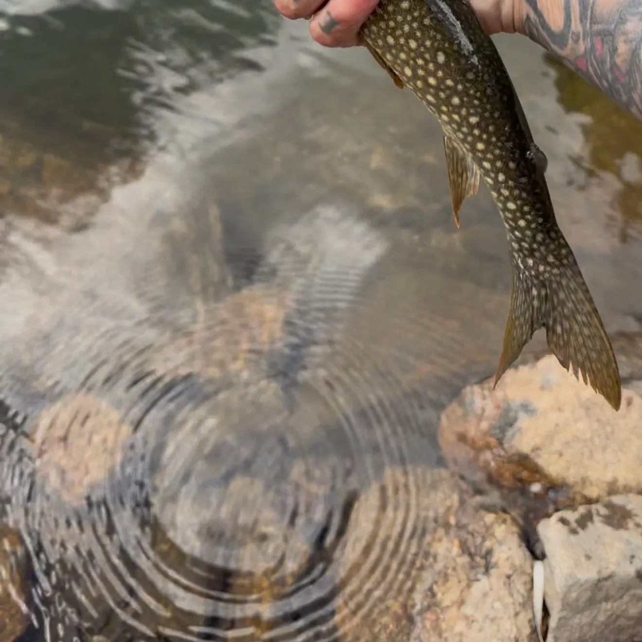 Lake char caught on Fishbrain