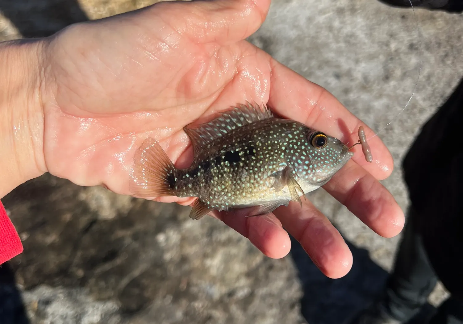 Jack Dempsey cichlid