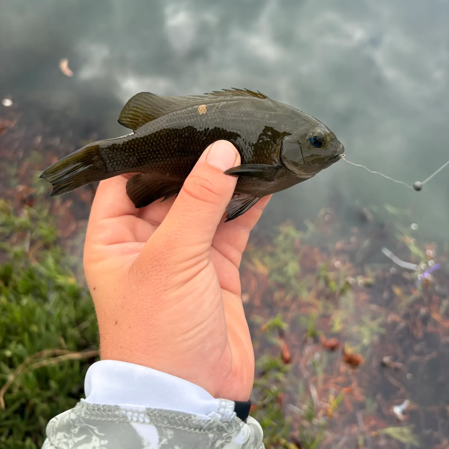 Opaleye caught on Fishbrain