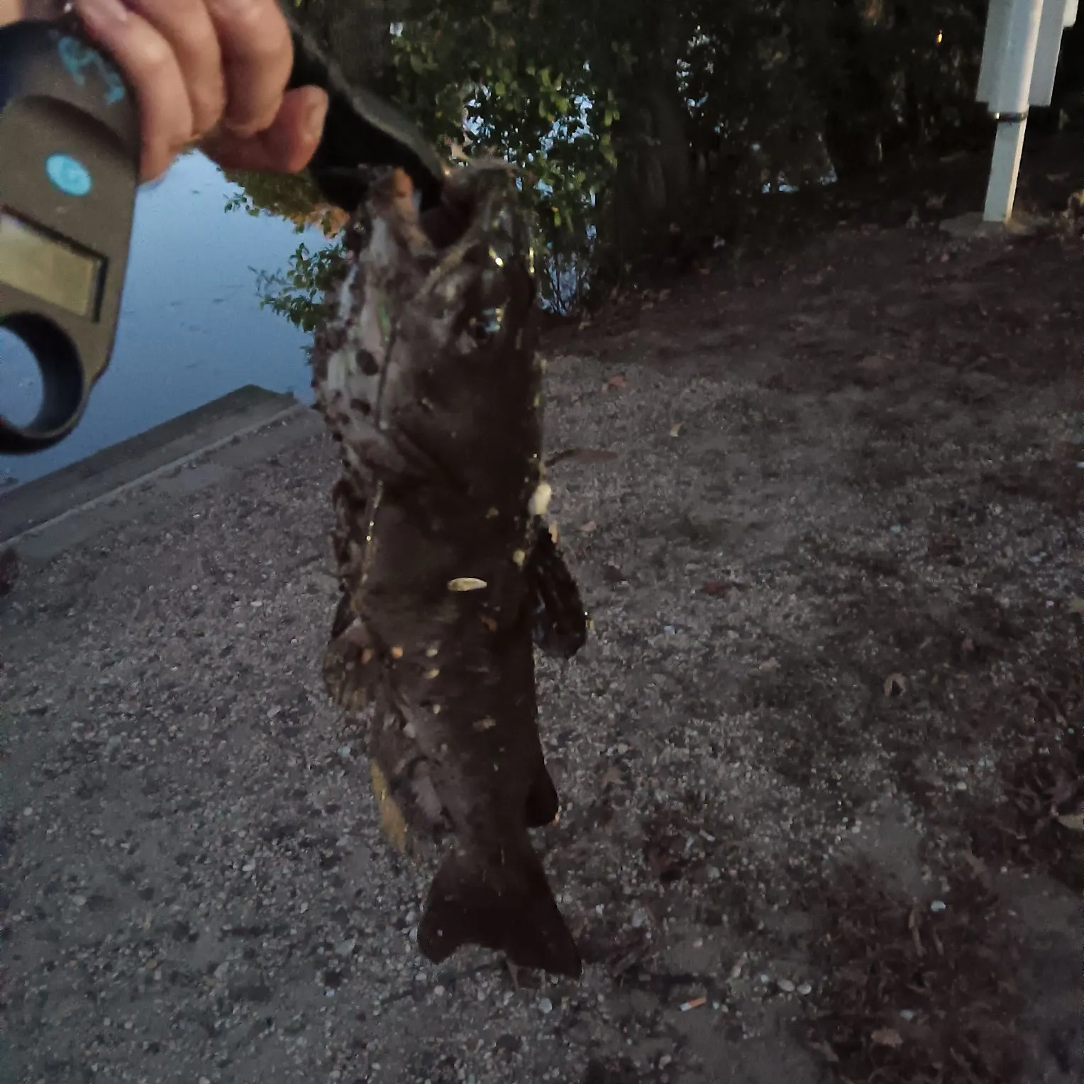 Channel catfish caught on Fishbrain