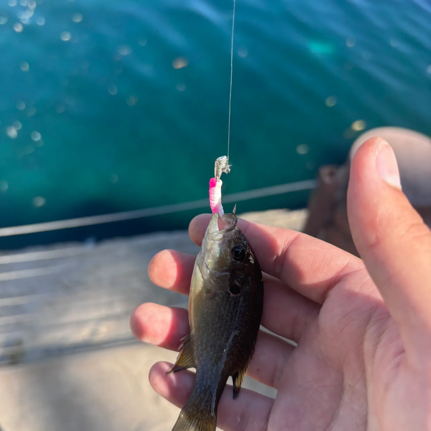 Green sunfish caught on Fishbrain