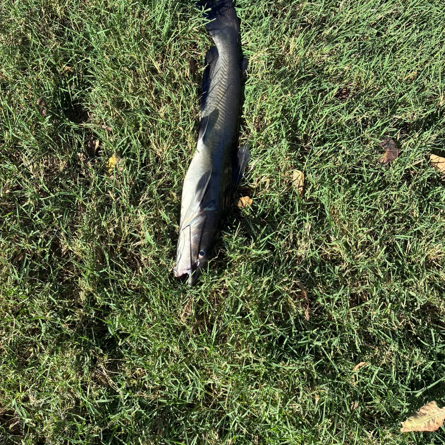 Channel catfish caught on Fishbrain
