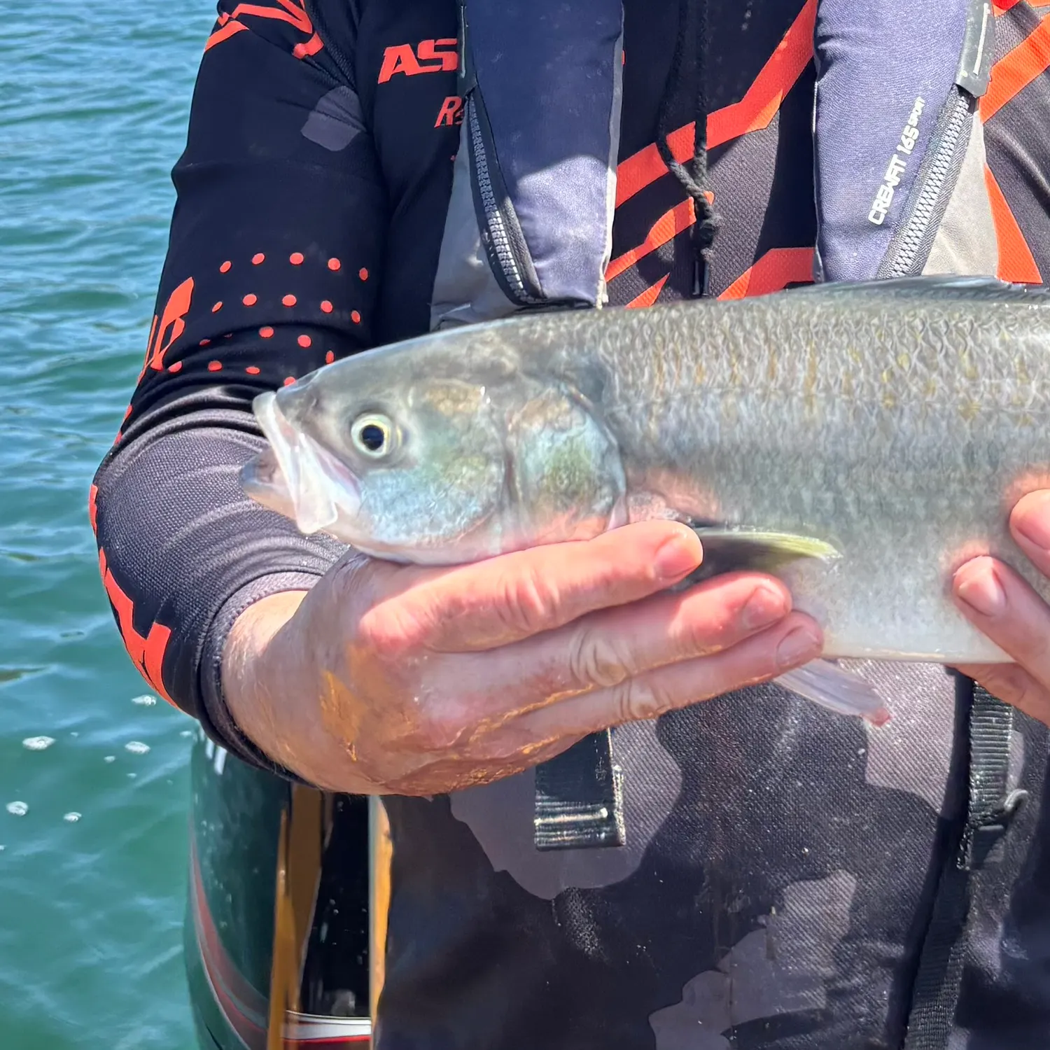 The most recent Eastern Australian salmon catches on Fishbrain