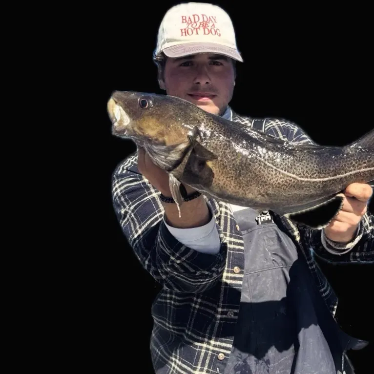 Atlantic cod caught on Fishbrain