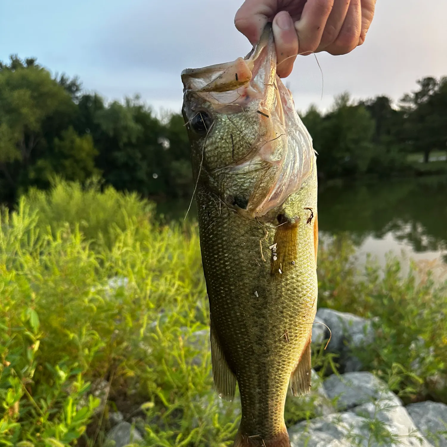 Largemouth bass caught on Fishbrain