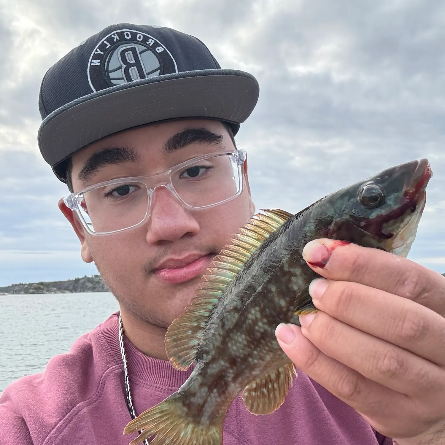 Ballan wrasse caught on Fishbrain