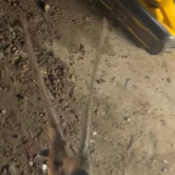 The most recent Flat needlefish catches on Fishbrain