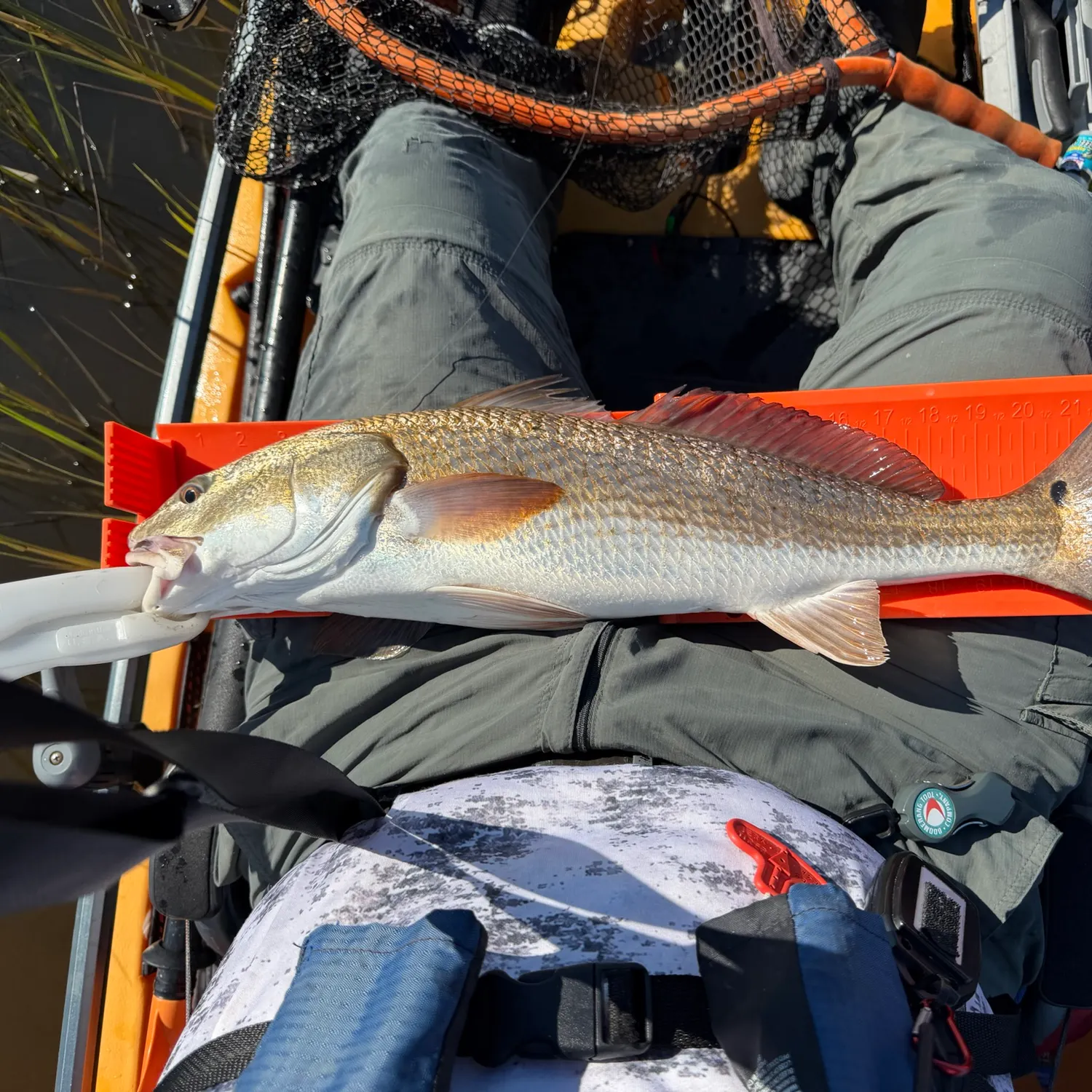 Red drum caught on Fishbrain