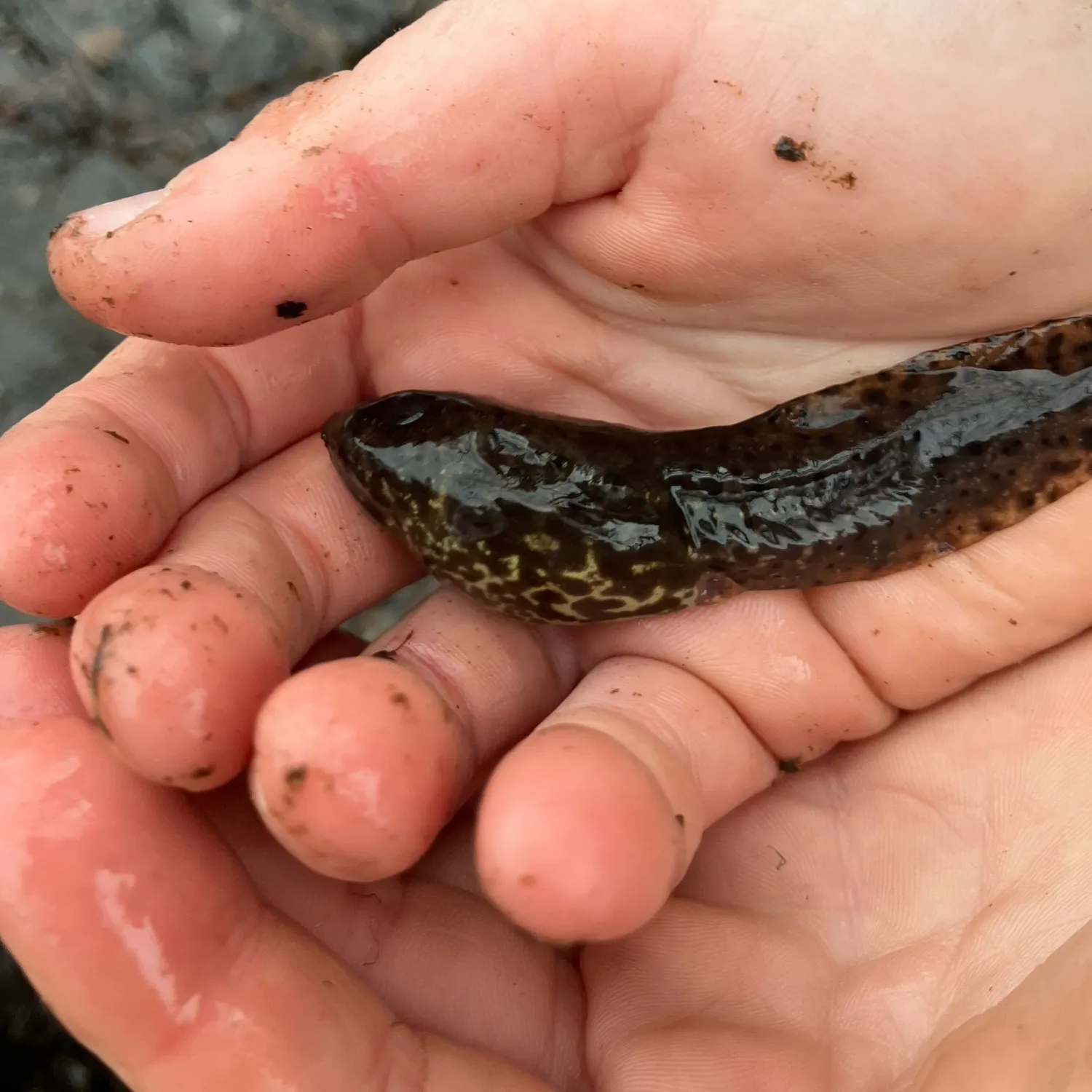 The most recent Tadpole whiptail catches on Fishbrain