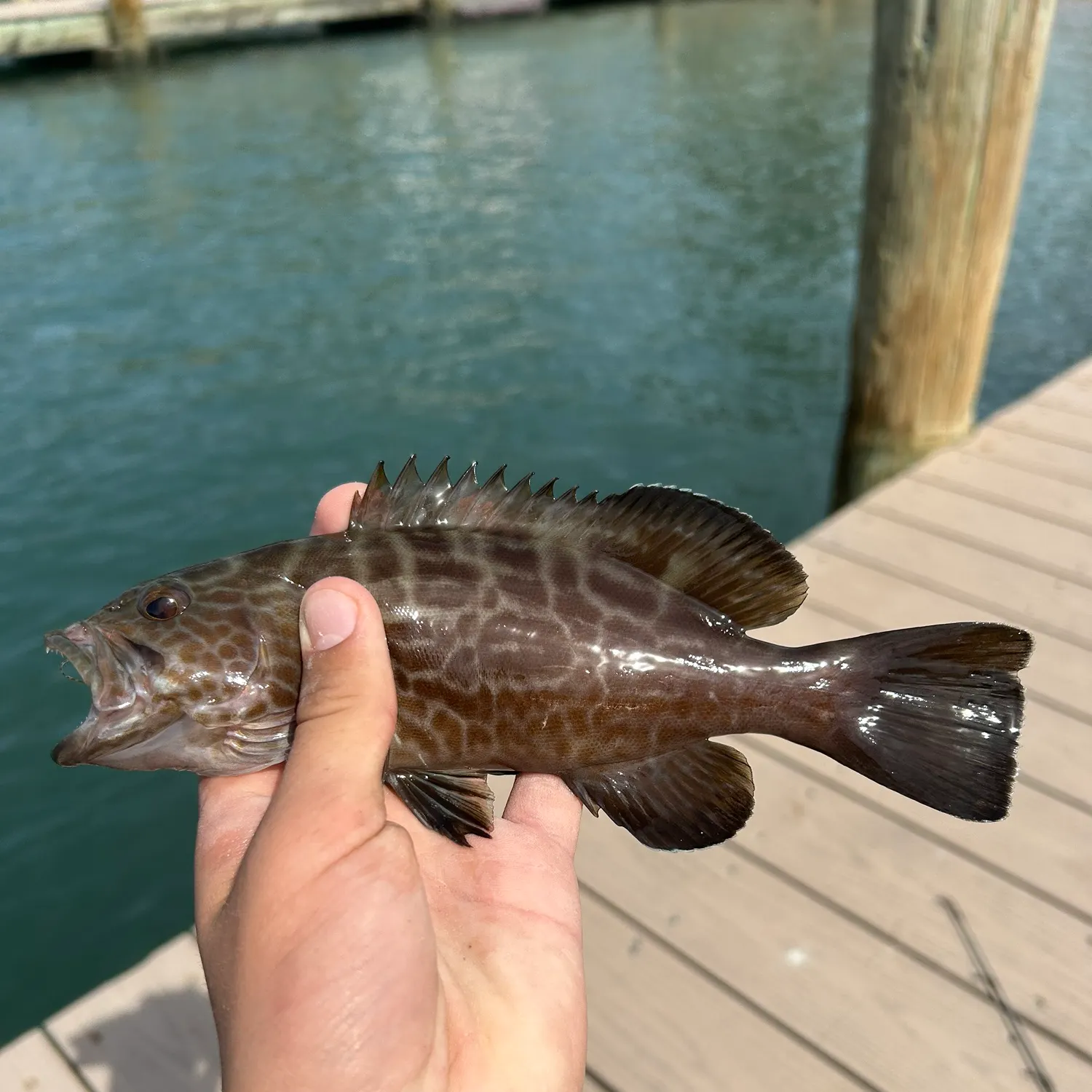 The most recent Black grouper catches on Fishbrain