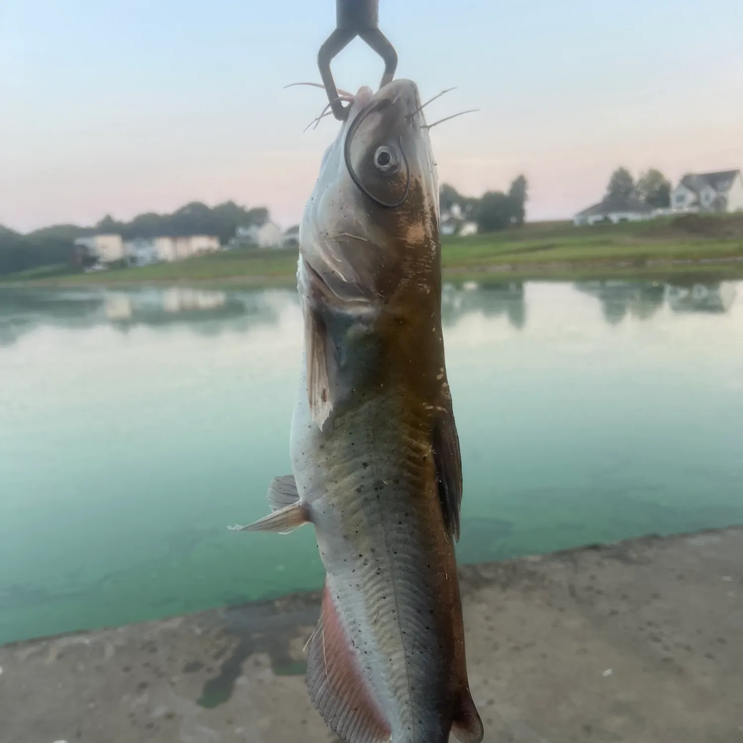 Channel catfish caught on Fishbrain