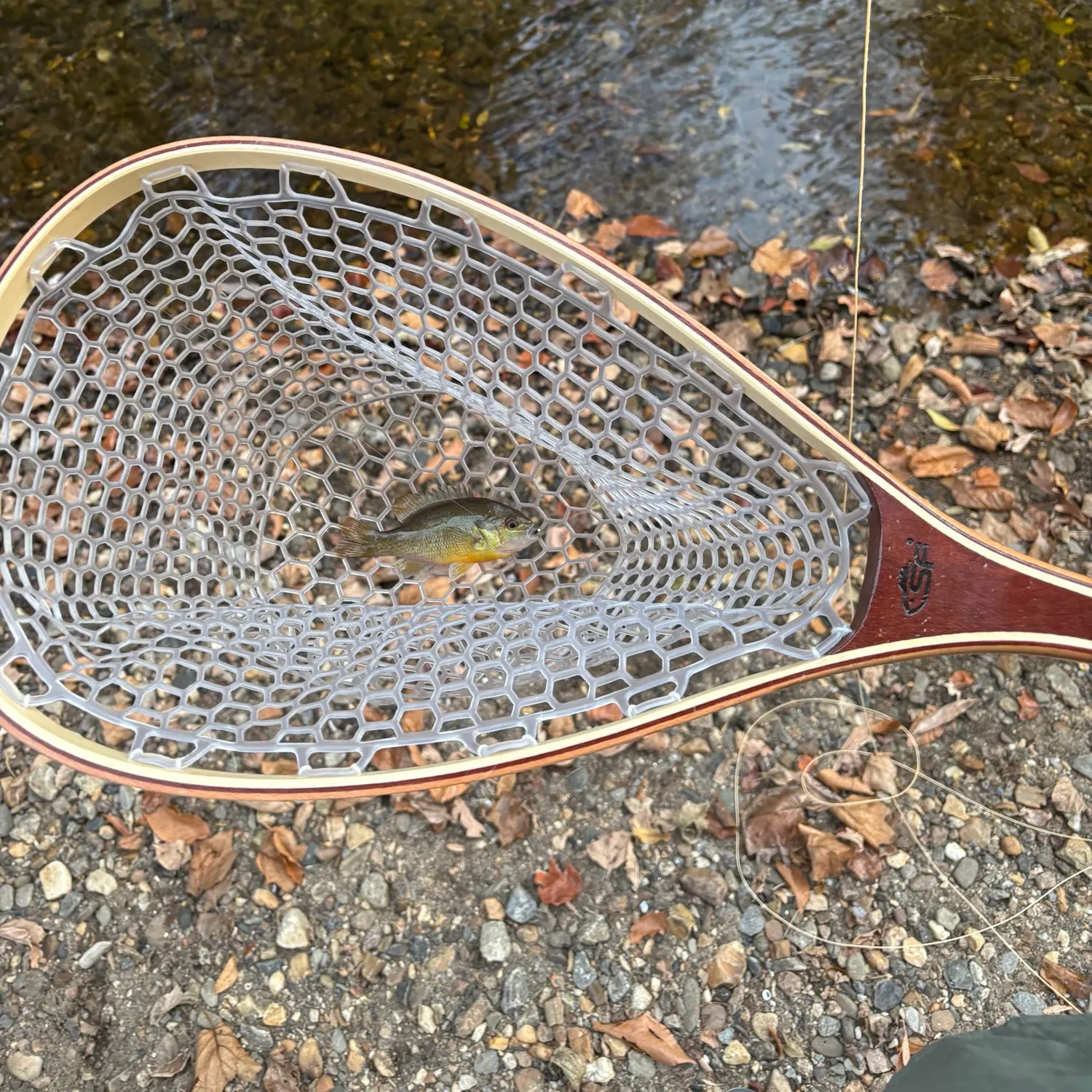 Redbreast sunfish caught on Fishbrain