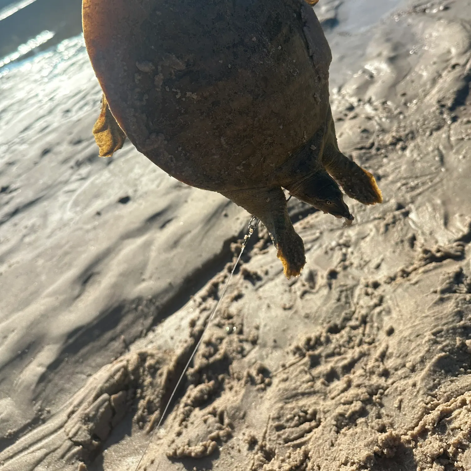 The most recent Spiny softshell turtle catches on Fishbrain