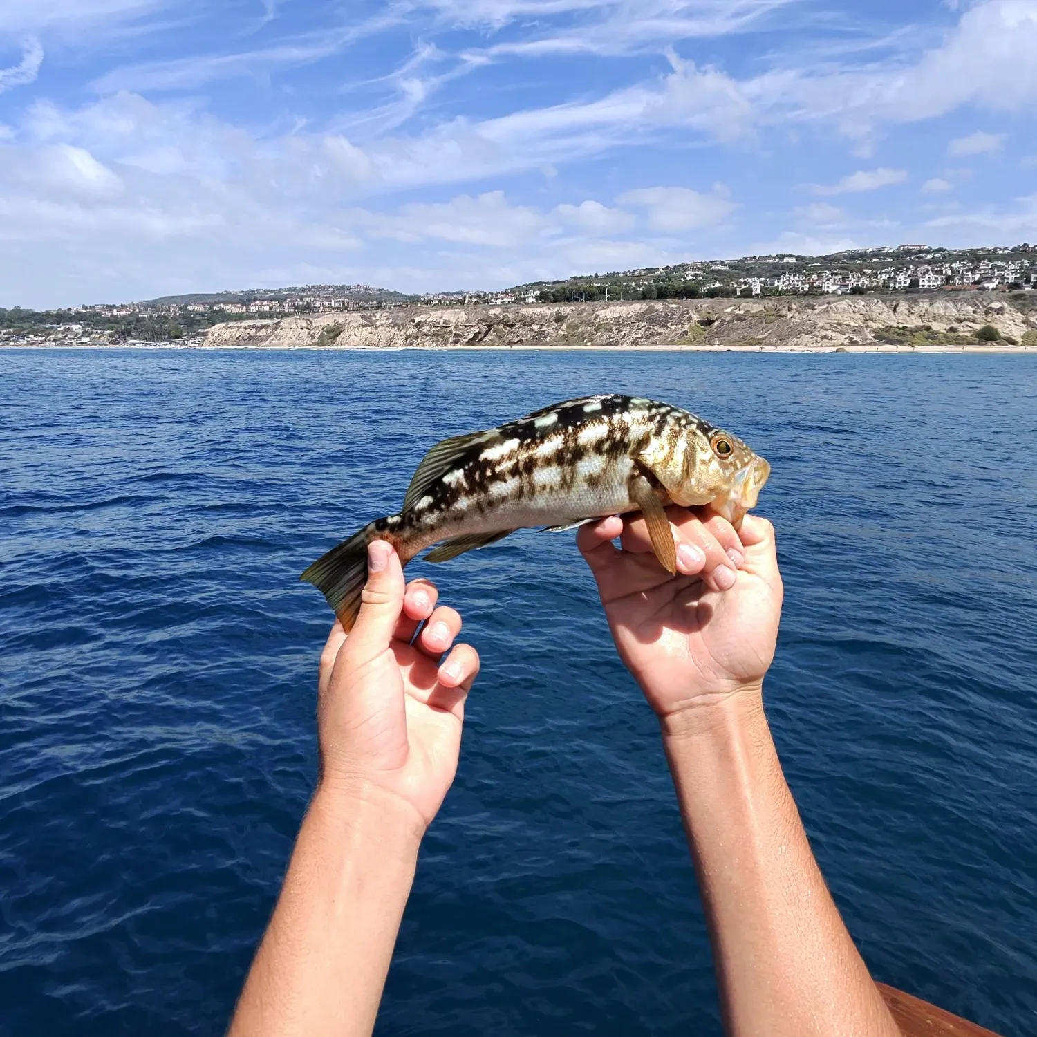 Kelp bass caught on Fishbrain