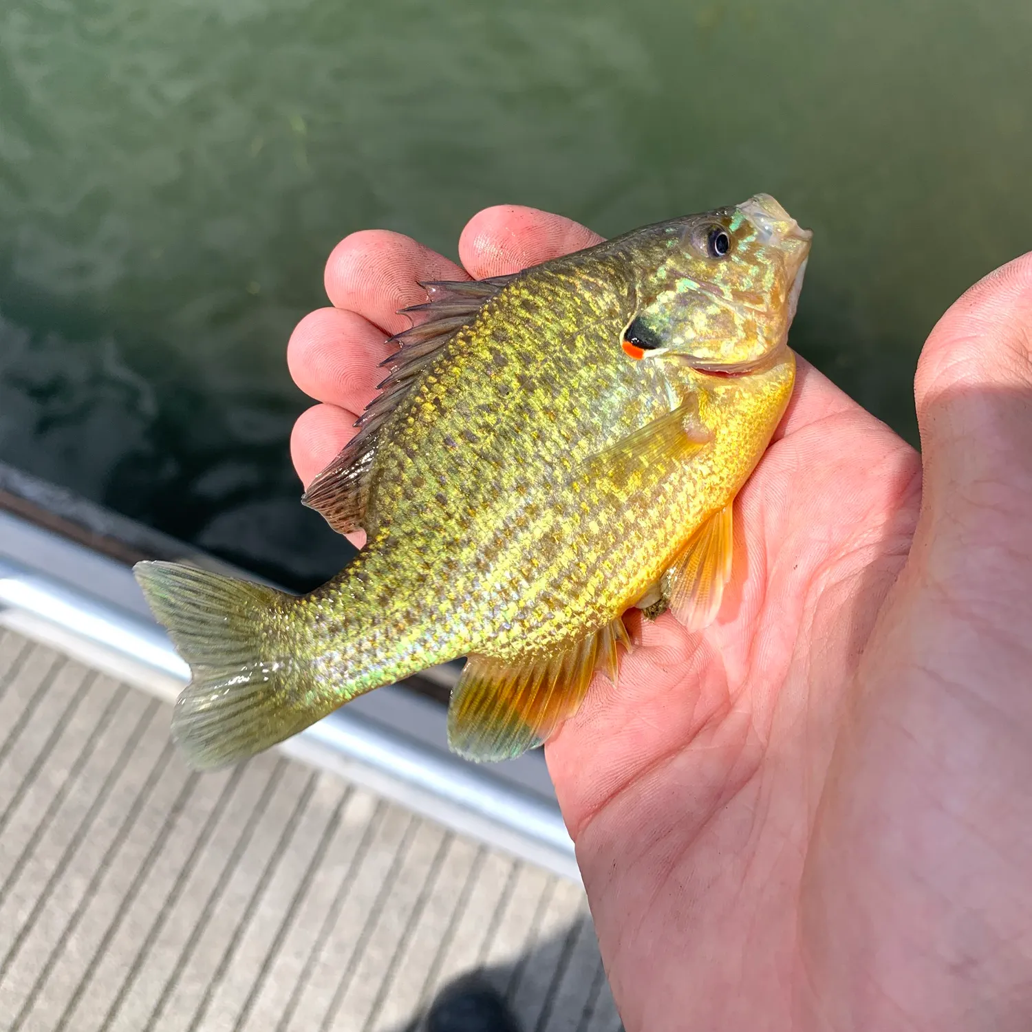 Pumpkinseed caught on Fishbrain