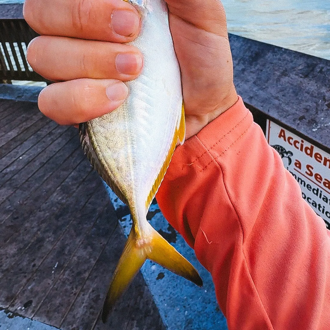 Atlantic bumper caught on Fishbrain
