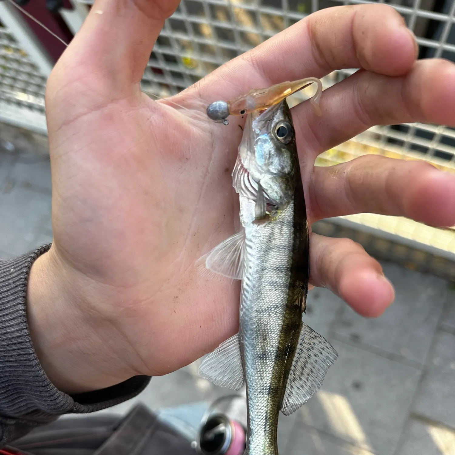 Zander caught on Fishbrain