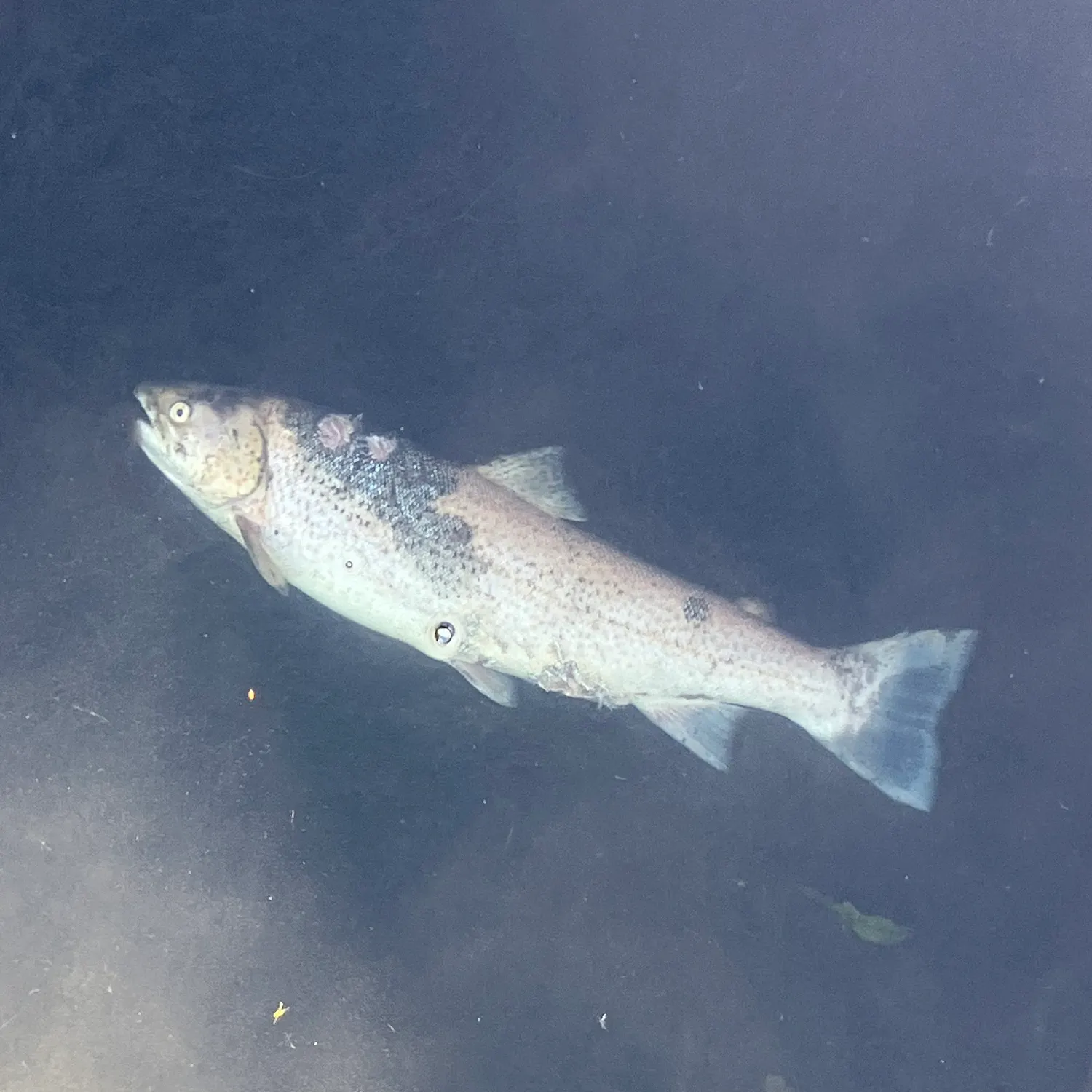 Atlantic salmon caught on Fishbrain