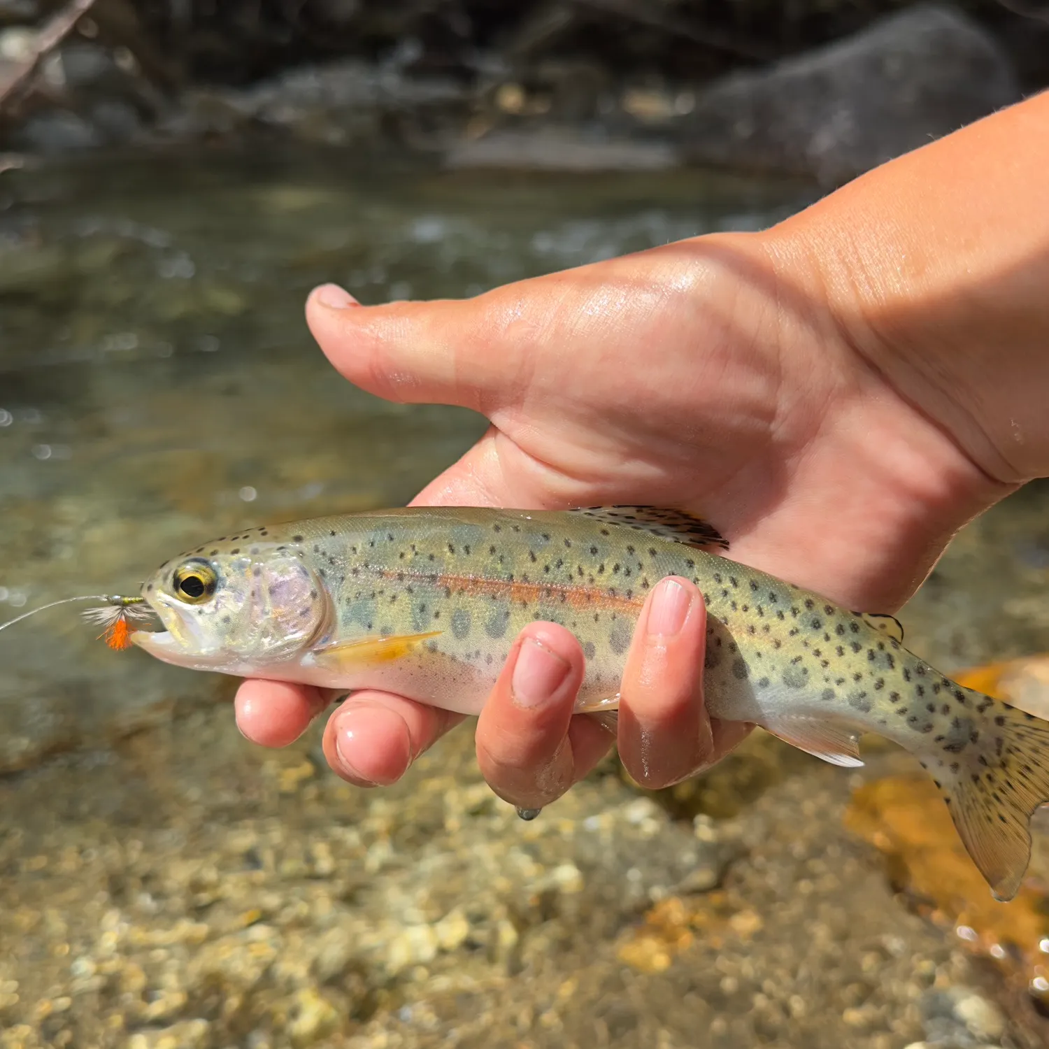 Rainbow trout caught on Fishbrain