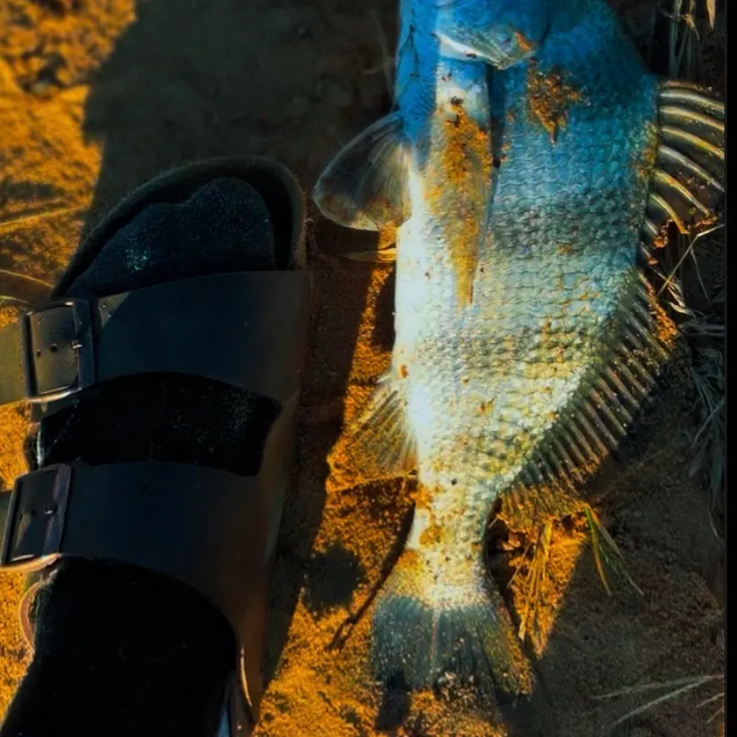 Black drum caught on Fishbrain