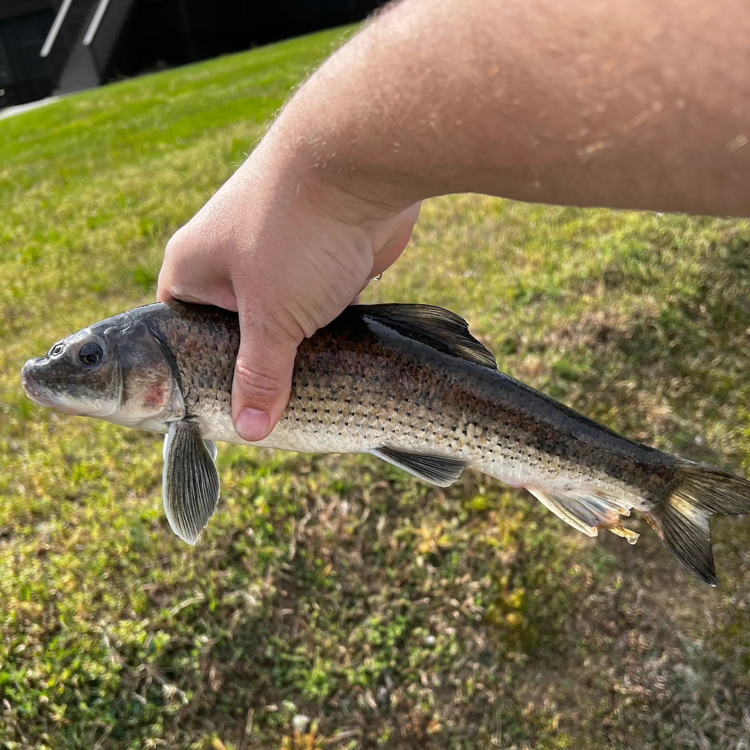 The most recent Spotted sucker catches on Fishbrain