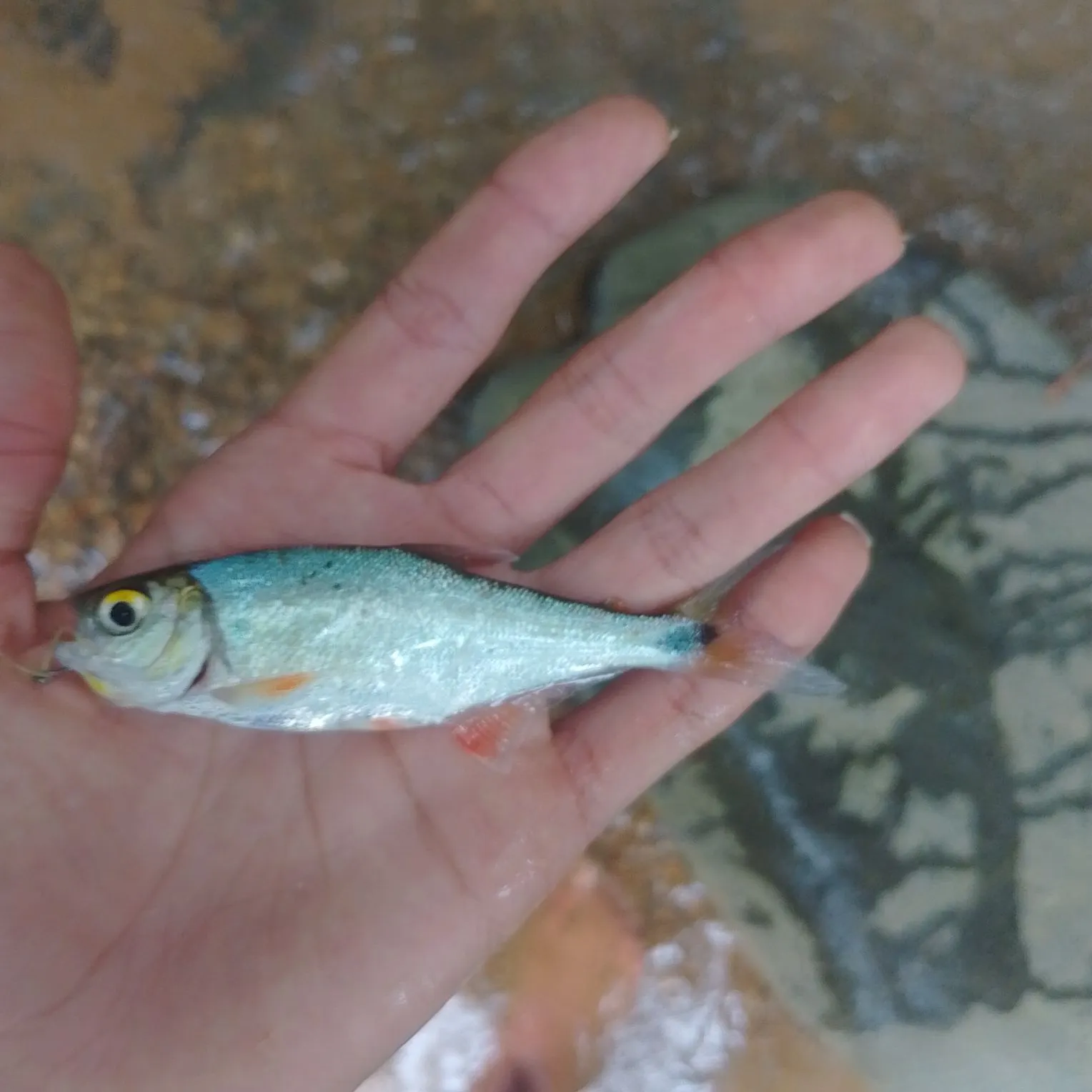 The most recent Machaca catches on Fishbrain