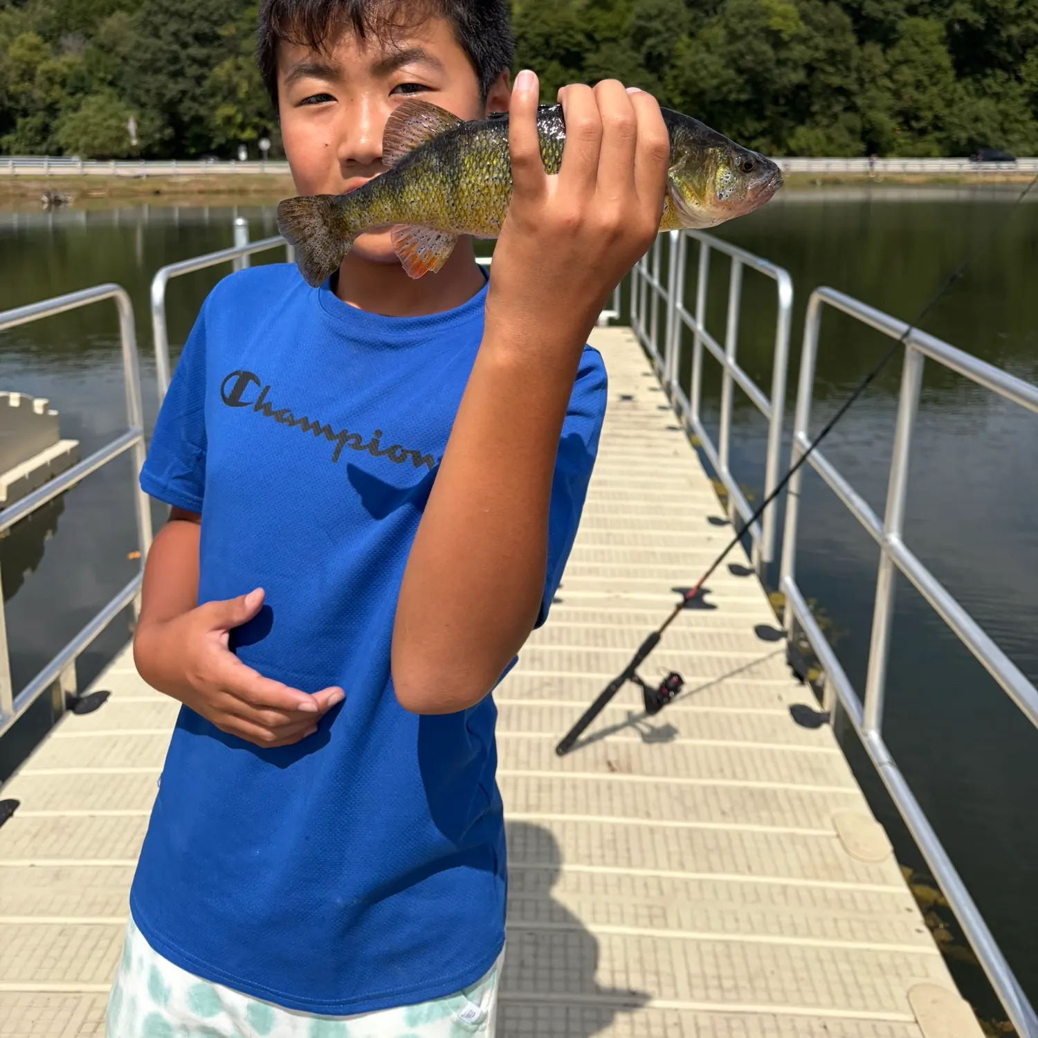Yellow perch caught on Fishbrain