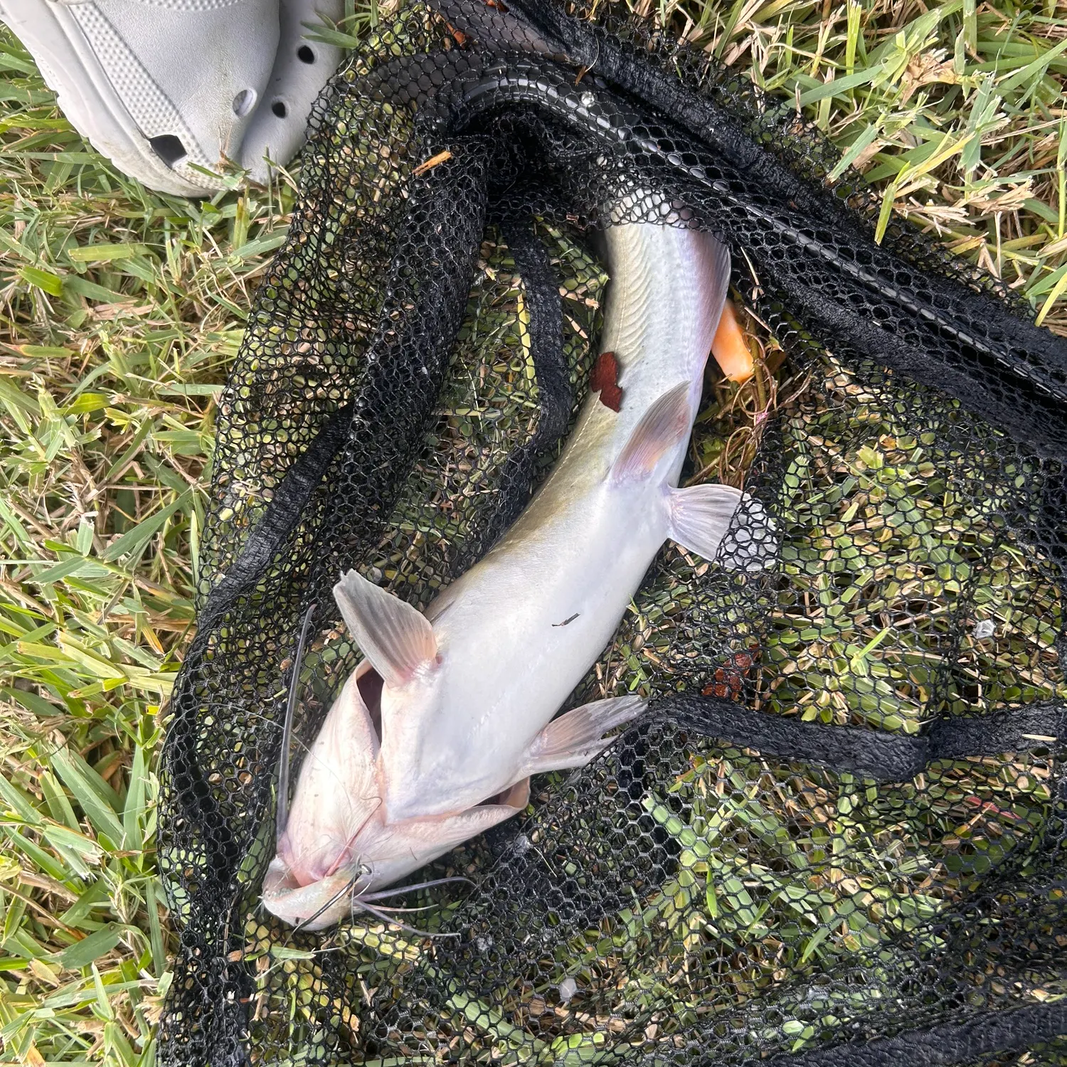 Fish caught on Fishbrain