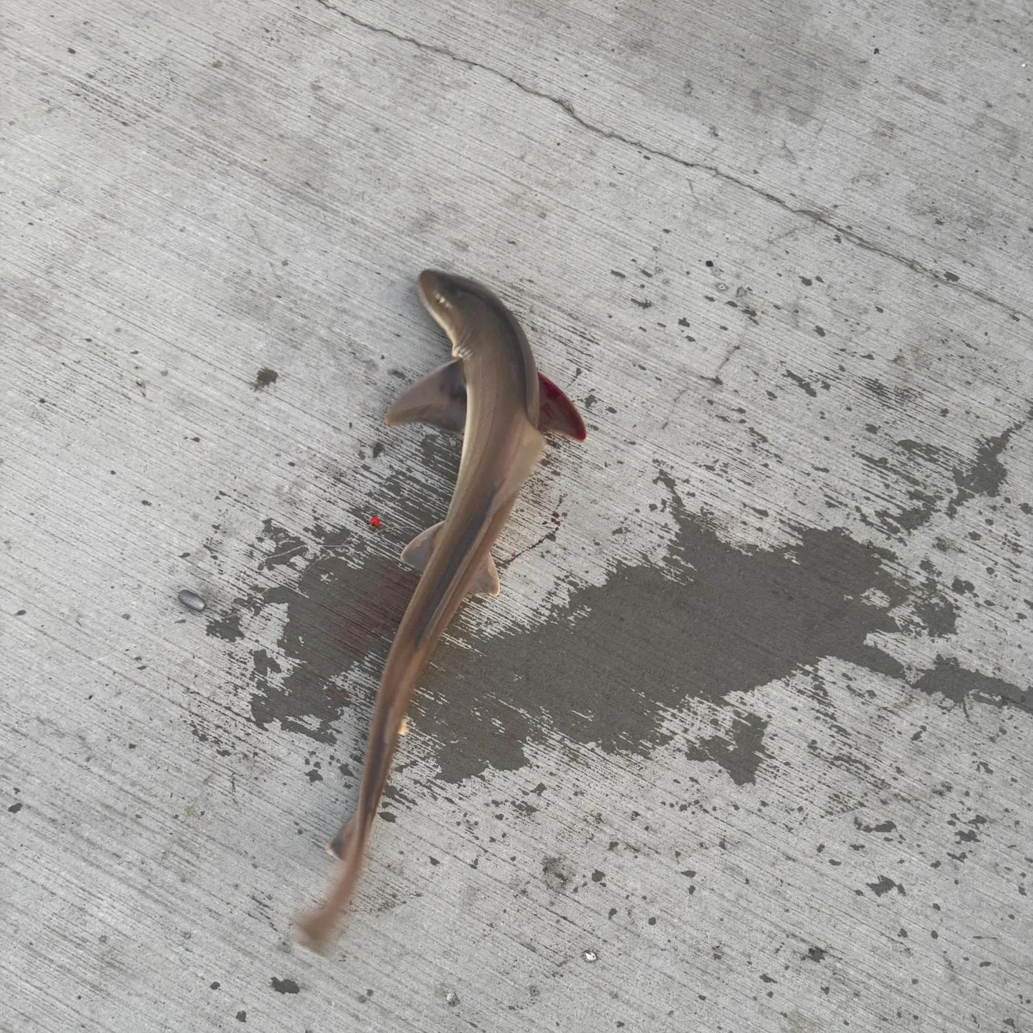 The most recent Tope shark catches on Fishbrain