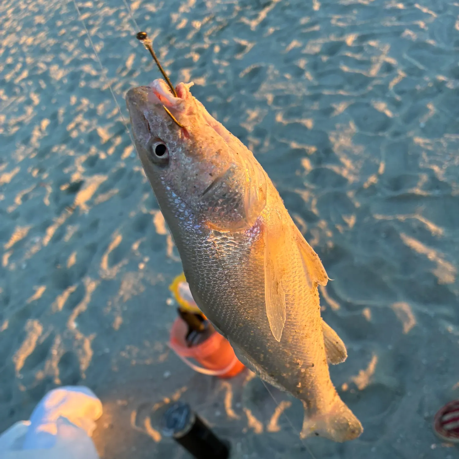 The most recent Whiting catches on Fishbrain