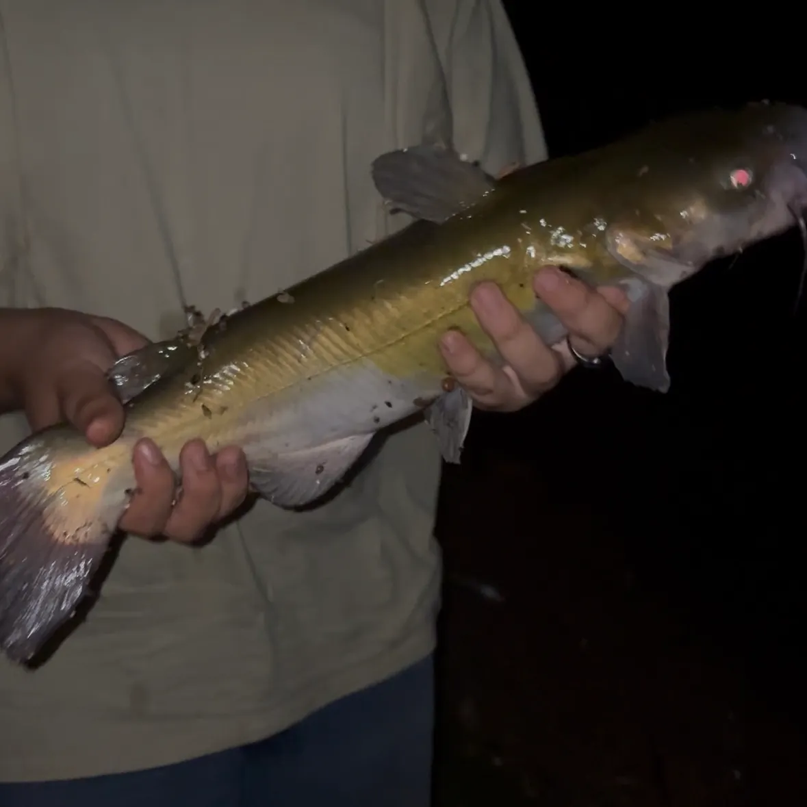 The most recent Channel catfish catches on Fishbrain