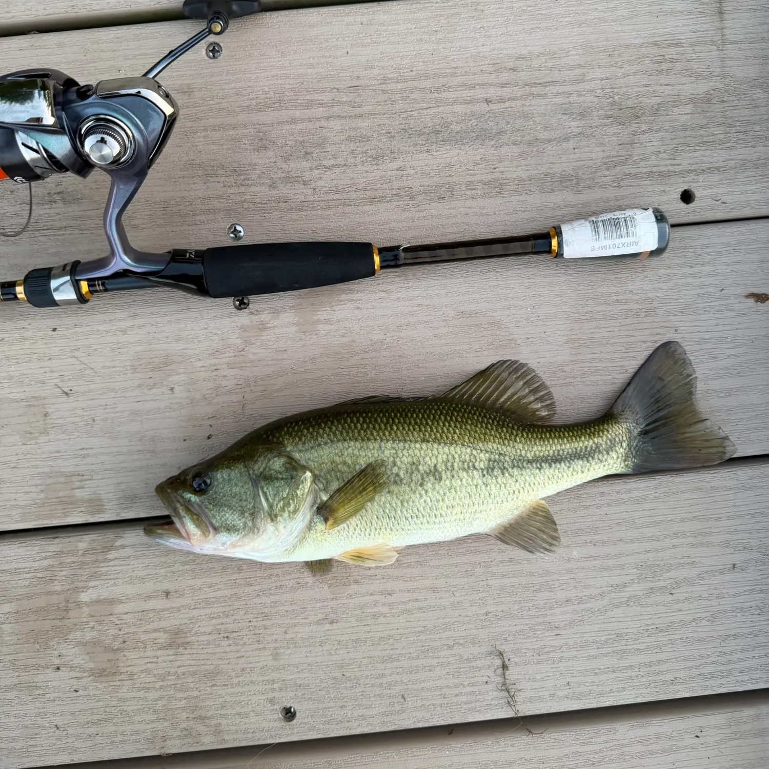 Largemouth bass caught on Fishbrain