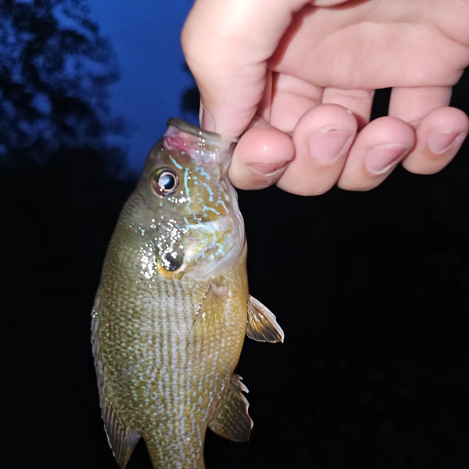 Green sunfish caught on Fishbrain