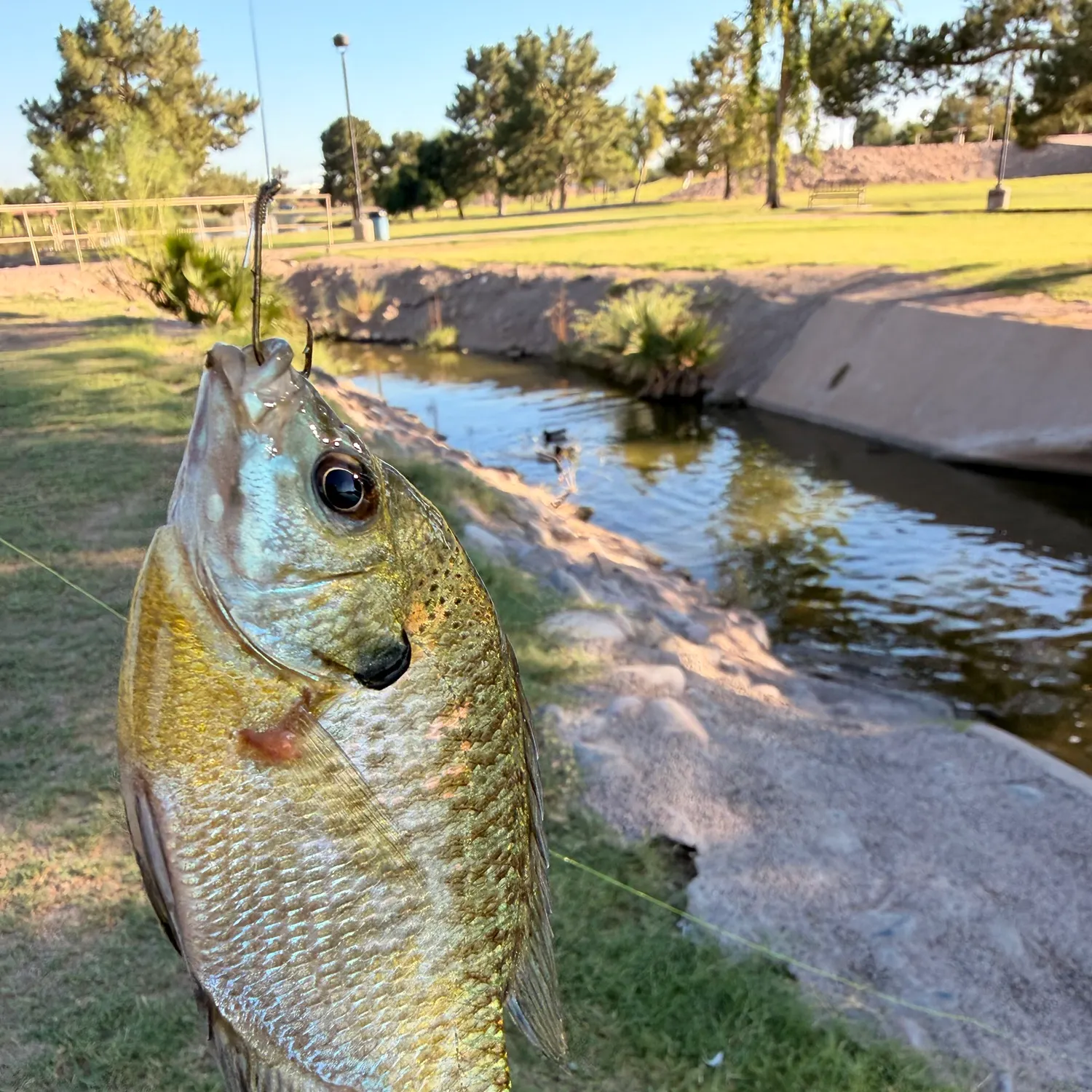 Bluegill caught on Fishbrain