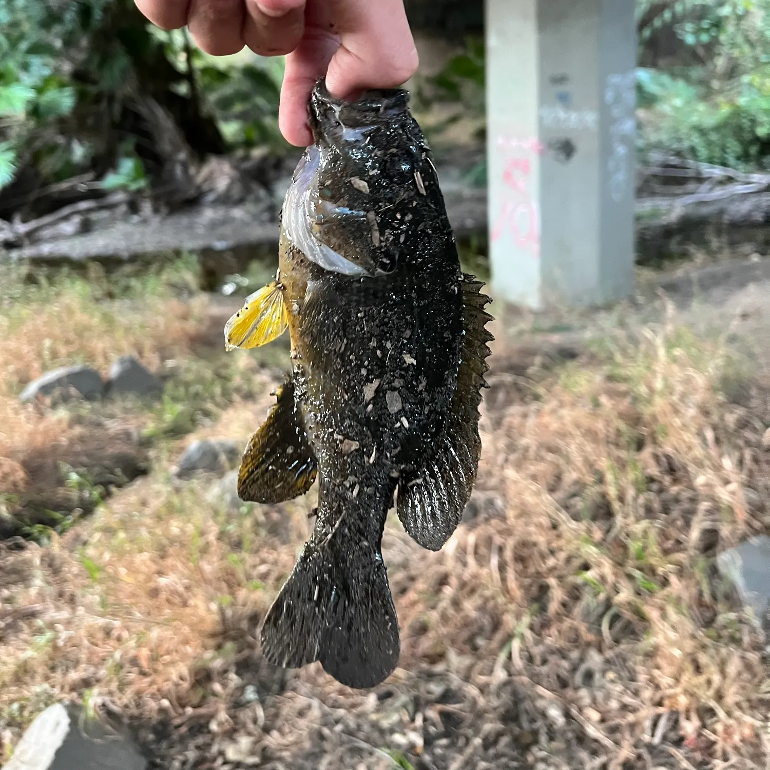 Green sunfish caught on Fishbrain