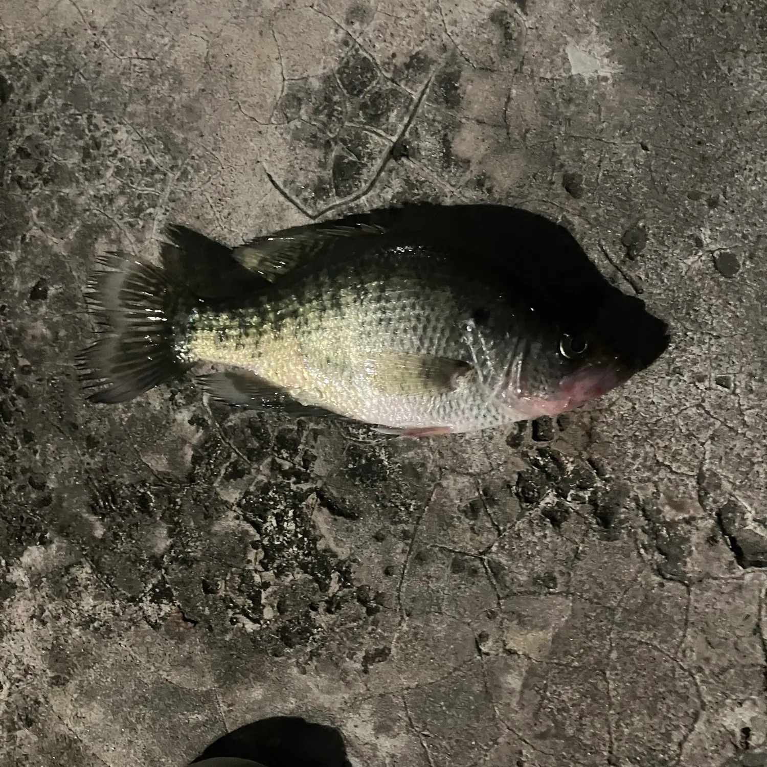 White crappie caught on Fishbrain