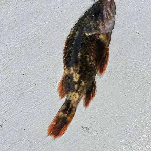 Grass rockfish caught on Fishbrain