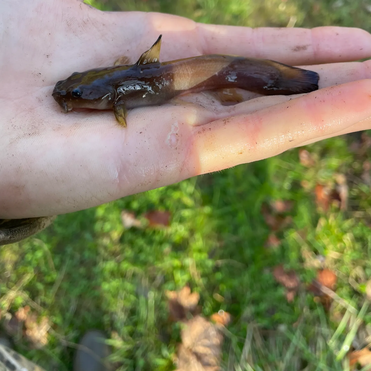 The most recent Black bullhead catches on Fishbrain