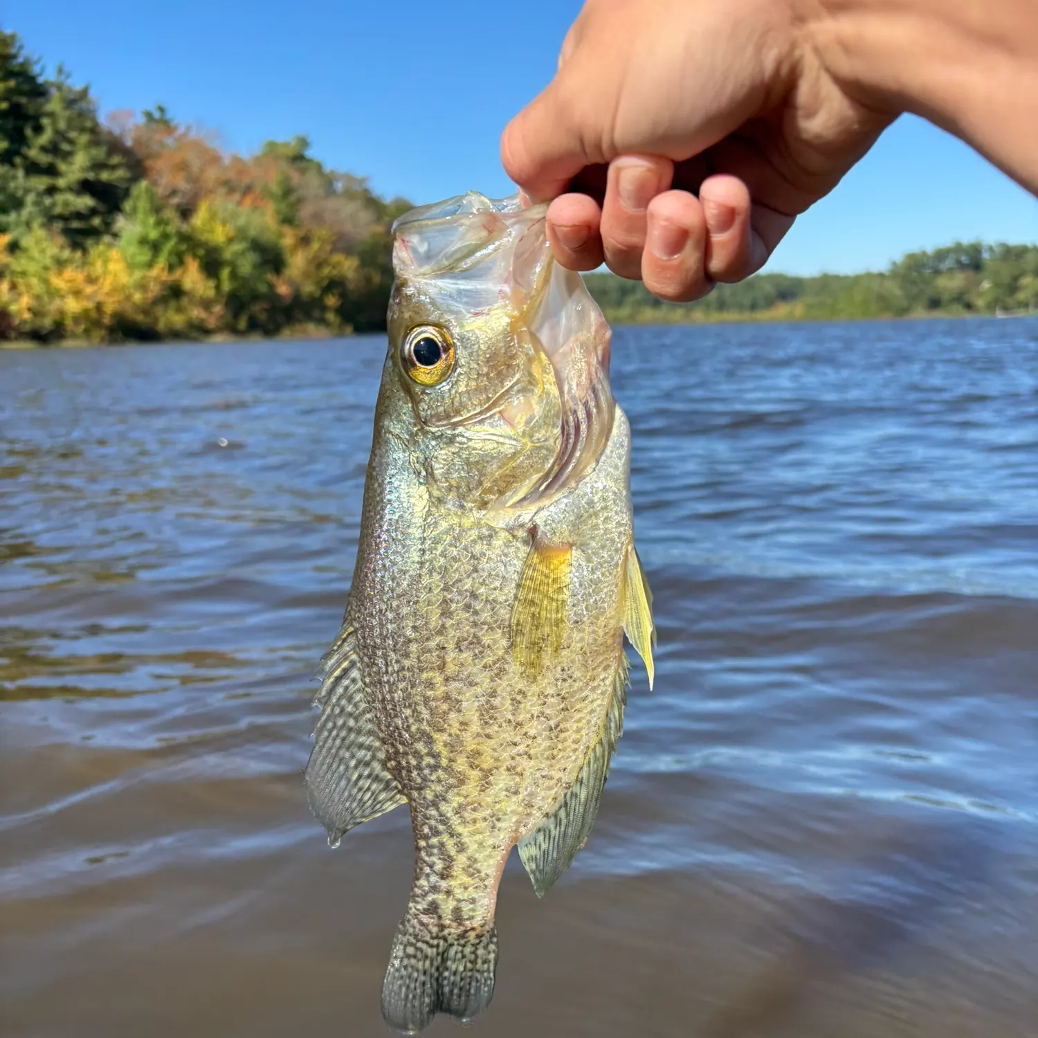 Black crappie caught on Fishbrain