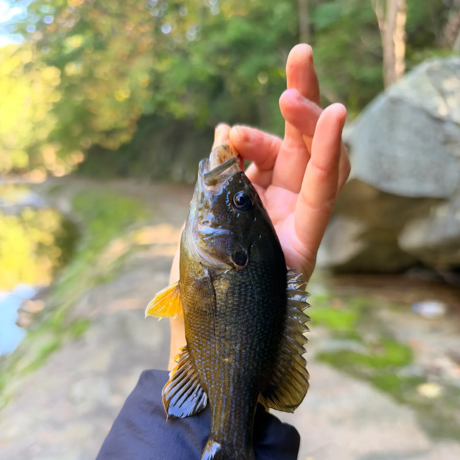 Green sunfish caught on Fishbrain
