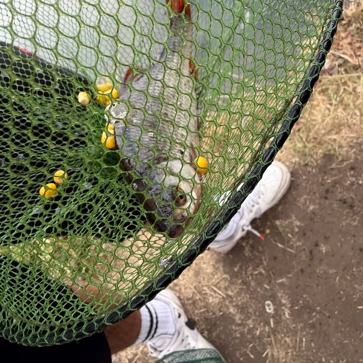 European perch caught on Fishbrain