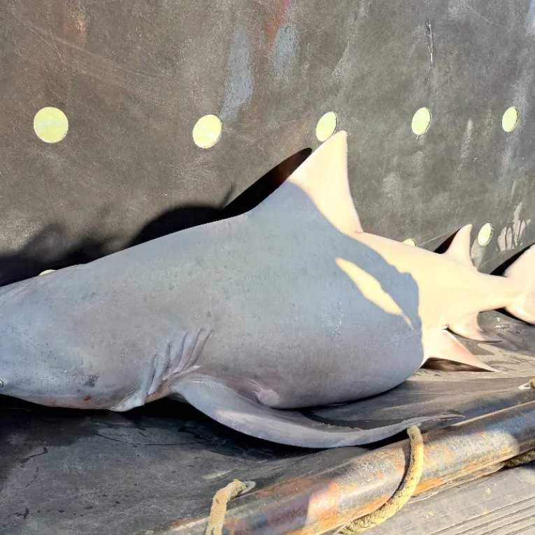 The most recent Northern river shark catches on Fishbrain