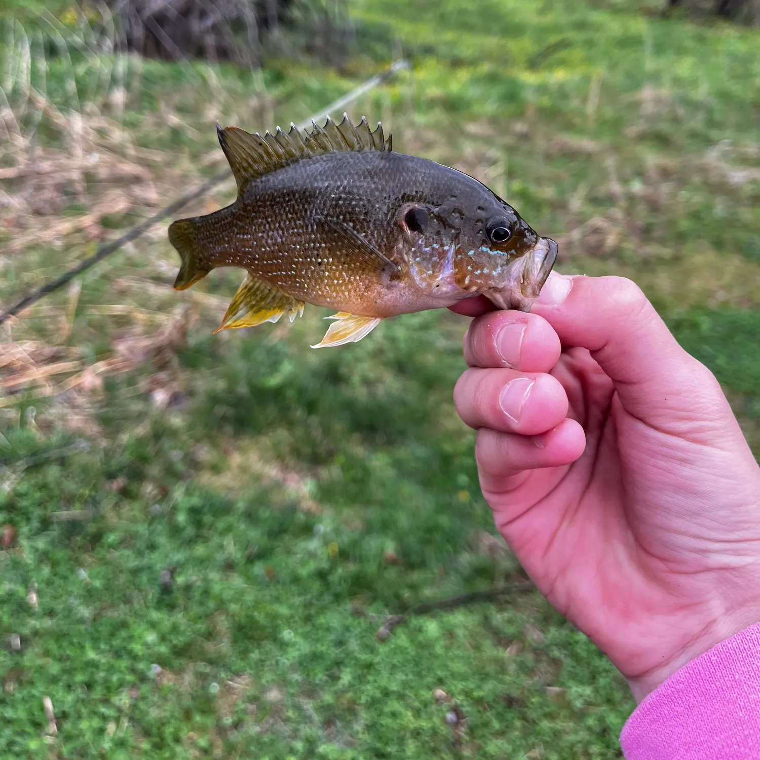The most recent Green sunfish catches on Fishbrain