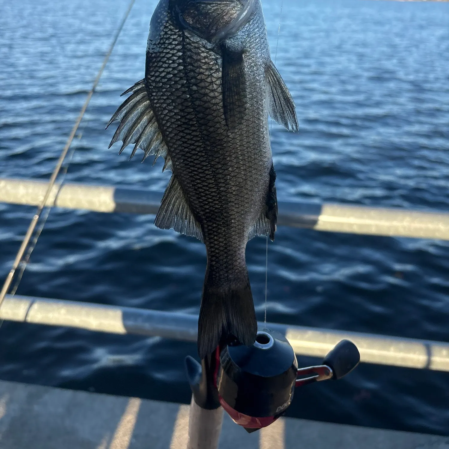 White perch caught on Fishbrain