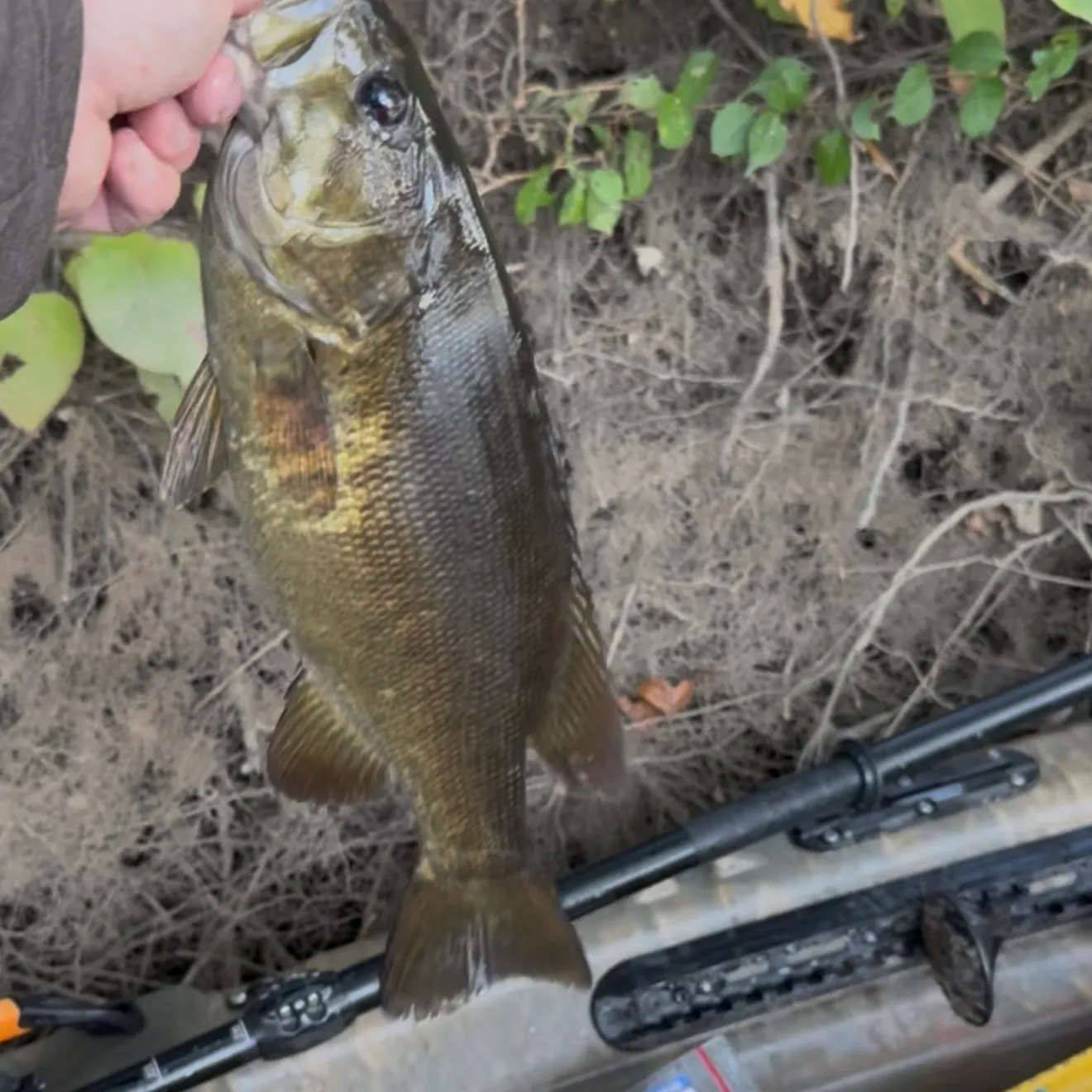 Smallmouth bass caught on Fishbrain