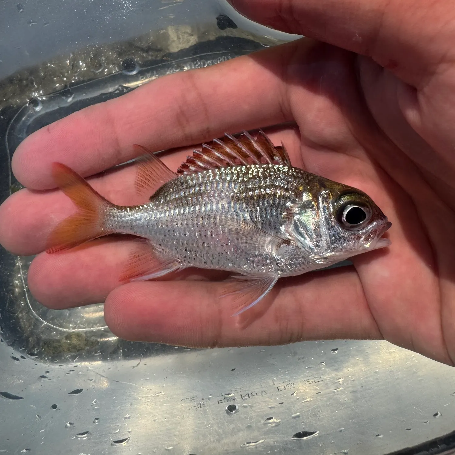 The most recent Tinsel squirrelfish catches on Fishbrain